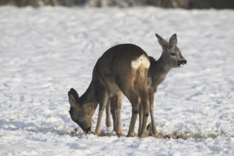 Roe deer (Capreolus capreolus) doe (front) with buck fawn at the feeding station in the snow on the