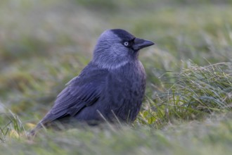 Jackdaw (Corvus monedula) sitting in a meadow in the last evening light, Germany