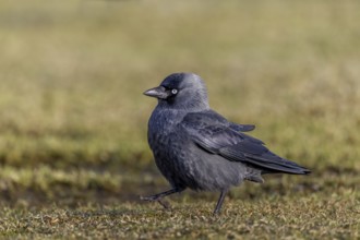 Jackdaw (Corvus monedula) foraging, Germany