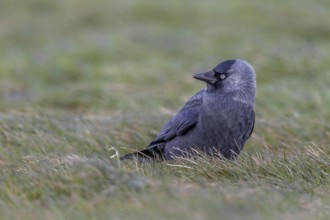 Something attracts the attention of the jackdaw, Germany