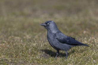 A jackdaw (Corvus monedula) searches for food in a meadow, often preying on insects and worms,
