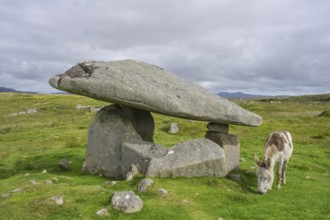 Donkey at the dolmen of, Kilclooney, County Donegal, Ireland