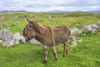 Donkey, Kilclooney, County Donegal, Ireland