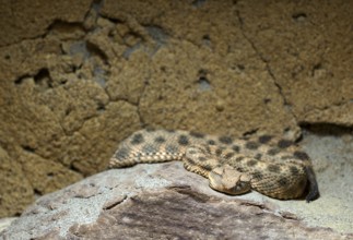 Horned viper (Cerastes cerastes), native to North Africa, Arabia, captive, Baden-Württemberg,