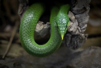 Vietnamese long-nosed snake (Gonyosoma boulengeri), captive, occurring in North Vietnam, South