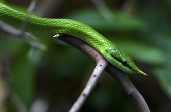Vietnamese long-nosed snake (Gonyosoma boulengeri), on branch, captive, occurrence North Vietnam,