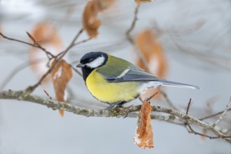 Great tit (Parus major) in winter on the branch of a copper beech, snow, Germany