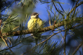A great tit (Parus major) that fledged a few days ago enjoys the autumn sun, young bird, Denmark