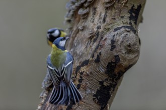 With bent wings, both great tits (Parus major) signal readiness to fight, aggressive, tree fungi,