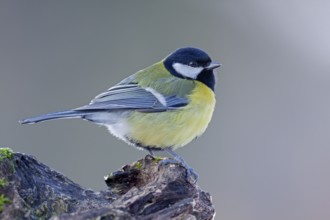 Great tit (Parus major) in winter with fluffed up plumage, Germany