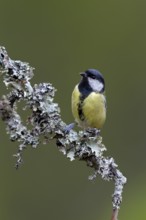 The great tit (Parus major) watches an unlucky jay with interest, Lichen twig, Sweden