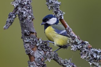 Great tit (Parus major) on a branch with lichen, Sweden