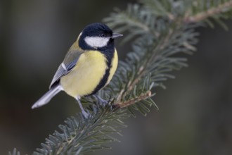Great tit (Parus major) sitting on a spruce branch, Germany