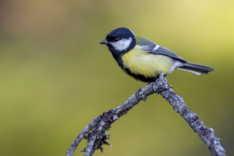 Great Tit (Parus major) in the Swedish Fulufjället National Park, Lichen Branch, Sweden