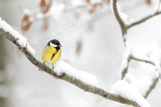 Great tit (Parus major) on a beech branch covered with snow, winter, Germany