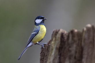 Great tit (Parus major) looking for food on a tree stump, Germany