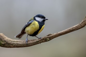 Great tit (Parus major) on the branch of an oak tree, Germany