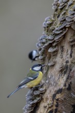 A great tit (Parus major) searches for food between butterfly clusters and is carefully observed,