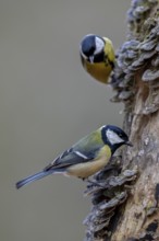 Once the great tit (Parus major) has discovered a good source of food, curious visitors are not