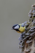 A great tit (Parus major) searches for food among tree fungi, Tree fungi, Germany