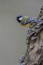 Concentrated, the great tit (Parus major) aims at its next target, tree fungi, Germany