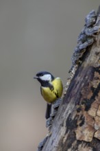 The yellow breast with the black centre stripe can be clearly seen on the great tit (Parus major),