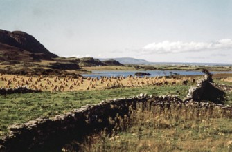 Traditional faming landscape with stooks haystacks, Lough Sessiagh Lake, near Portnablagh, County