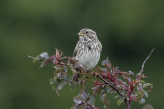 Corn bunting (Emberiza calandra) sits on its perch in a hedge and observes what is happening in its