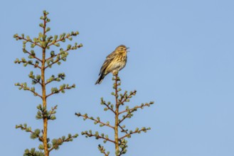 A tree pipit (Anthus trivialis) sits in the morning light on its singing platform, territory,
