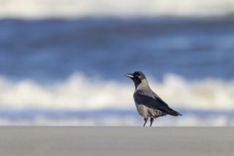 Hooded Crow (Corvus cornix) on the Danish North Sea coast, foraging, beach, Denmark