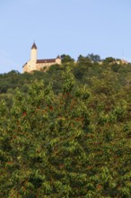 Cherry trees bloom below Teck Castle in summer, Owen, district. Esslingen, Germany