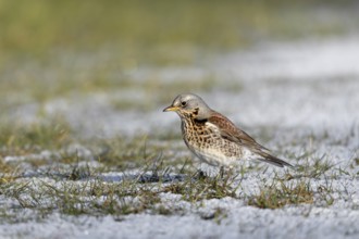 When a juniper thrush (Turdus pilaris) looks down at the ground with its head bent forwards and