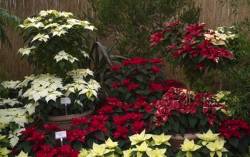 Various blossoms of poinsettia, flower, (Euphorbia pucherrima) Greenhouse, Wilhelma,