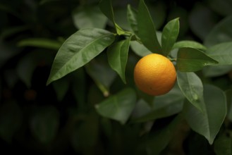 Fruits of the orange (Citrus sinensis) on the tree, greenhouse, Wilhelma, Zoological-Botanical