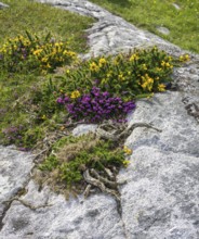 Blooming broom and granite rock, Roundstone, County Galway, Ireland