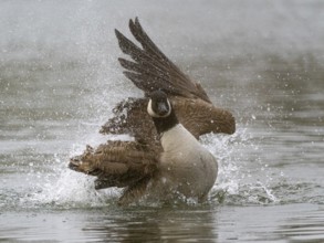 A Canada goose bathing, Ümminger See, Bochum, North Rhine-Westphalia, Germany