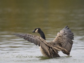 A Canada goose flaps its wings after plumage care, Ümminger See, Bochum, North Rhine-Westphalia,