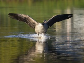 A Canada goose landing, Ümminger See, Bochum, North Rhine-Westphalia, Germany