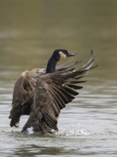 A Canada goose flaps its wings after plumage care, Ümminger See, Bochum, North Rhine-Westphalia,
