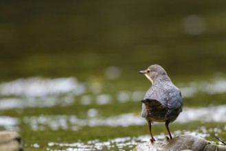 A dipper sits in a stream, Hönnetal, Sauerland, North Rhine-Westphalia, Germany