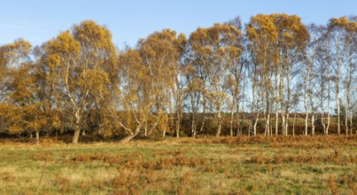 Silver birch trees, Betula pendula, brown autumn leaves on heathland, Sutton Heath, Suffolk,