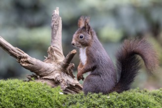 Squirrel (Sciurus vulgaris), Emsland, Lower Saxony, Germany