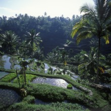 Terrace rice paddies near Tegallalang, Bali, Indonesia