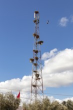 Tall radio mast with nesting sites and a flying bird under a blue sky in Morocco