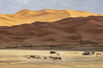 Camels migrate across sandy dunes under a cloudy sky in the desert, Sahara, Morocco