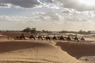 When the sun is low, caravan moves across the wavy dune landscape, Sahara, Morocco