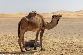 A lonely camel stands in the dry, vast desert landscape