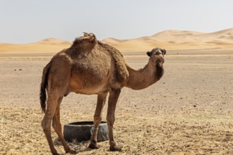 A camel in the desert surrounded by sand and under clear skies