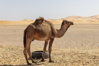 A camel looks at the vast and quiet desert landscape