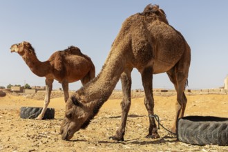 Two camels stand in a sandy desert landscape in bright sunshine